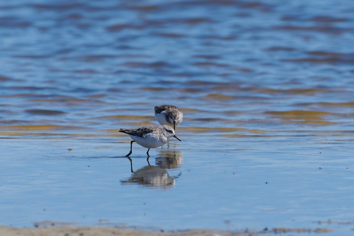 Little Stint - ML630207732