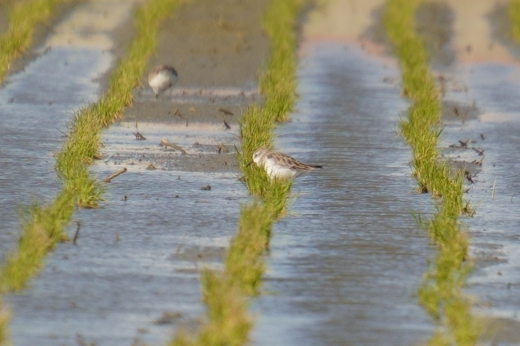 Little Stint - ML630207843