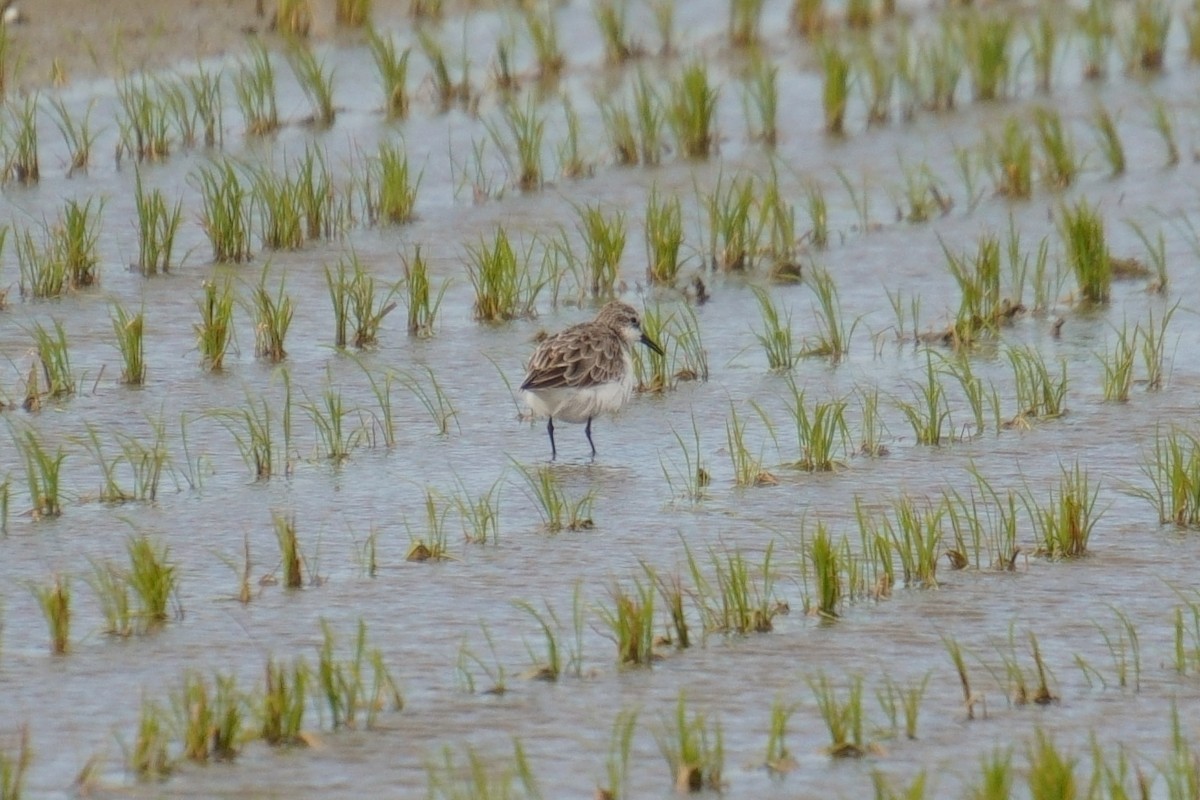 Little Stint - ML630207844