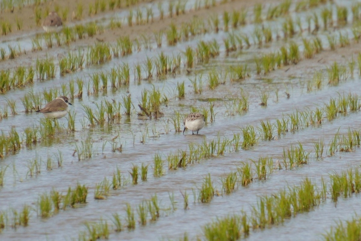 Little Stint - ML630207845