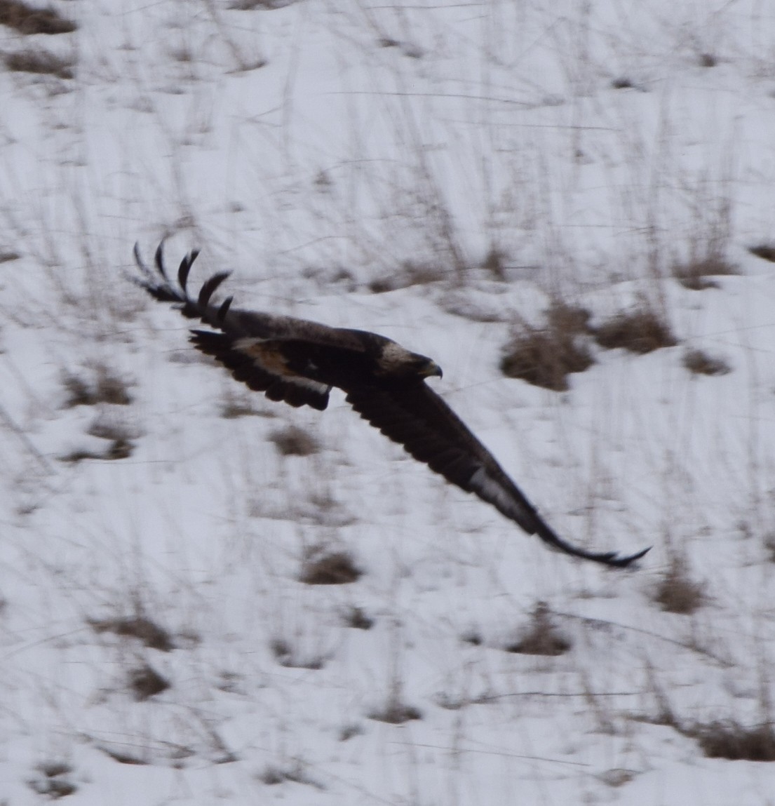 Aquila reale - ML630207876