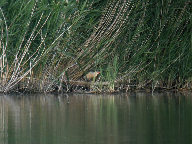 Little Bittern - ML630207881