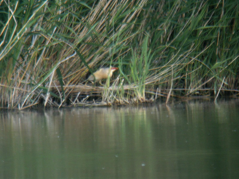 Little Bittern - ML630207882