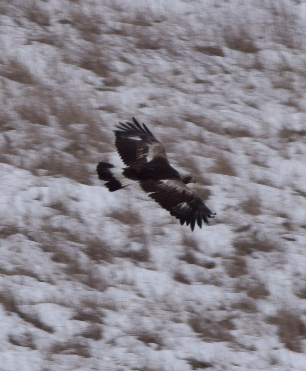 Aquila reale - ML630207936