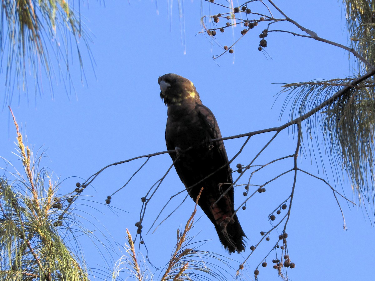 Braunkopf-Rabenkakadu - ML630207961