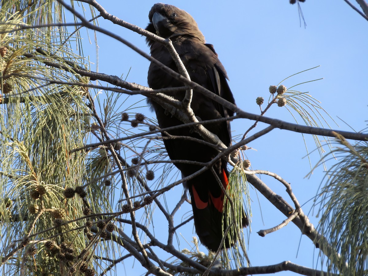 Braunkopf-Rabenkakadu - ML630207962