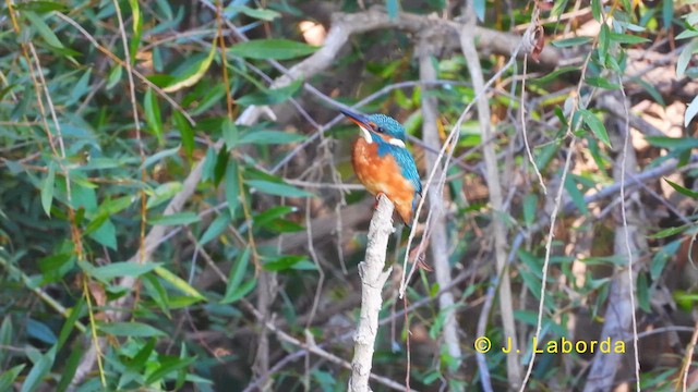 Common Kingfisher - ML630208185