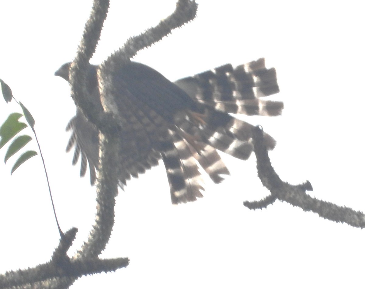 Long-tailed Hawk - ML630208253