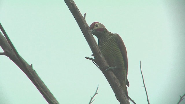 Pic or-olive - ML630208433