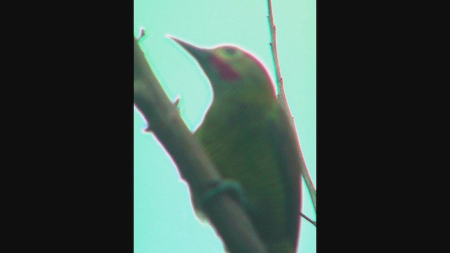 Pic or-olive - ML630208434