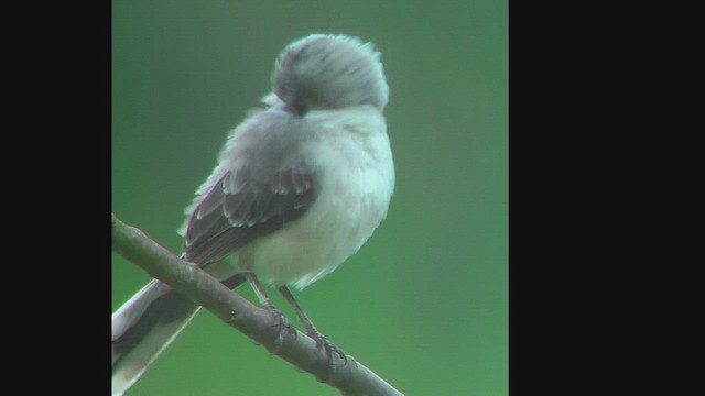 Tropical Mockingbird - ML630208437