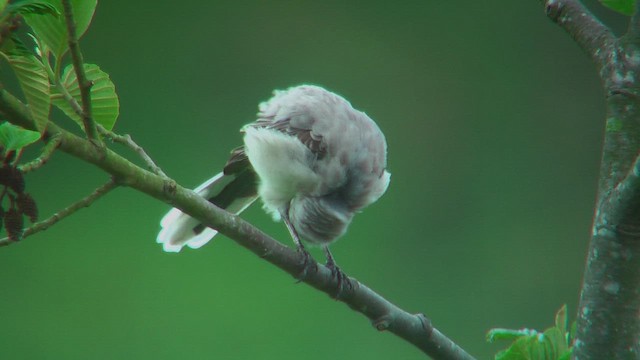 Tropical Mockingbird - ML630208440