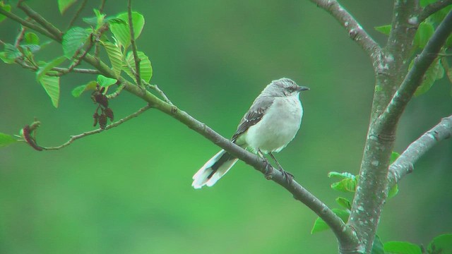 Tropical Mockingbird - ML630208443