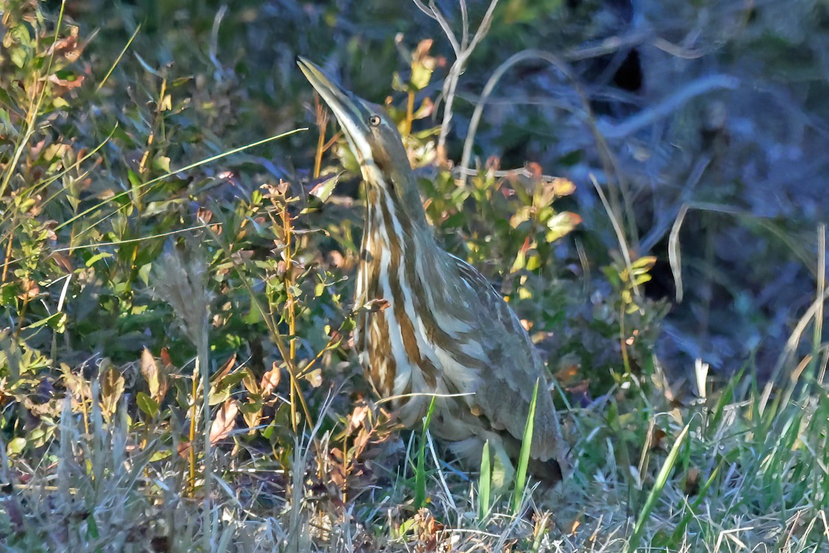 American Bittern - ML630208567