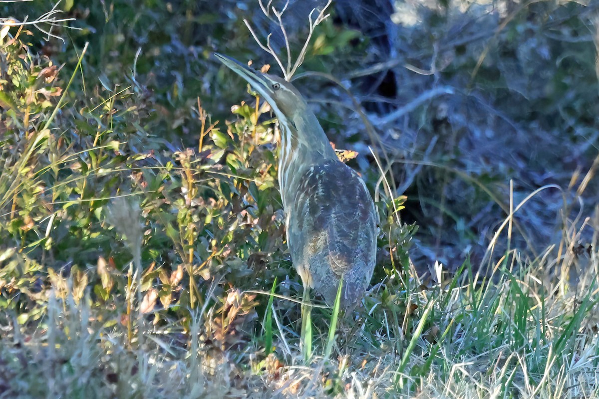 American Bittern - ML630208568