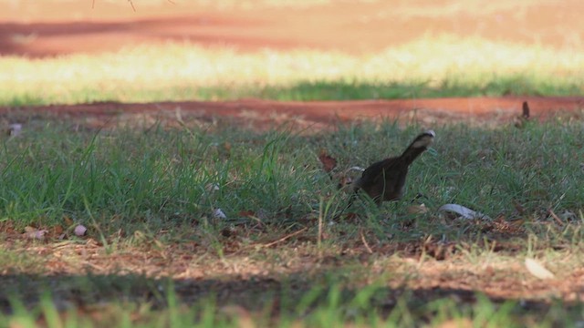 Gray-crowned Babbler - ML630208577