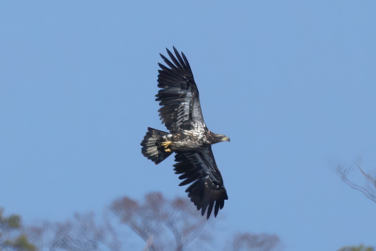 Weißkopf-Seeadler - ML630208598