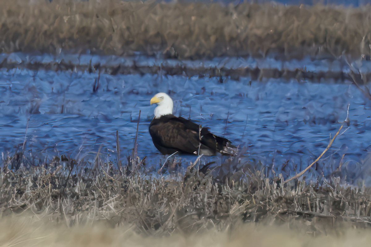 Weißkopf-Seeadler - ML630208600