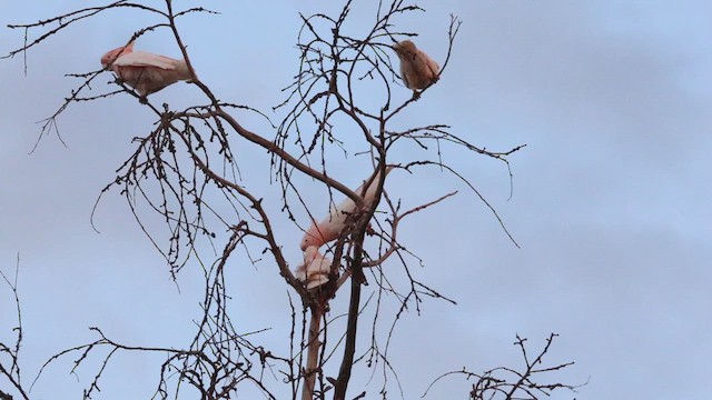 Pink Cockatoo - ML630208656
