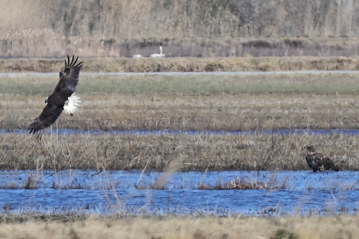 Weißkopf-Seeadler - ML630208687