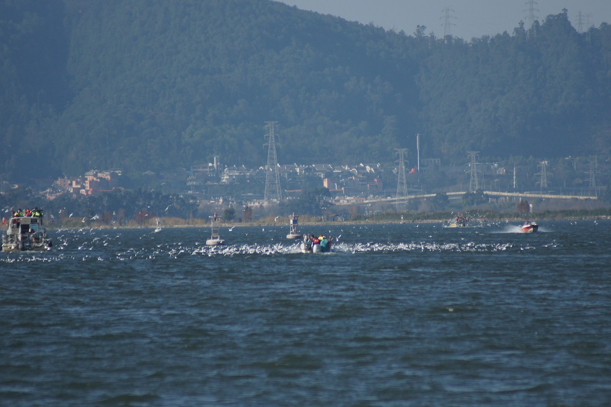 Black-headed/Brown-headed Gull - ML630209293