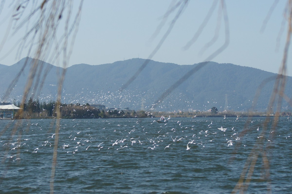 Black-headed/Brown-headed Gull - ML630209295