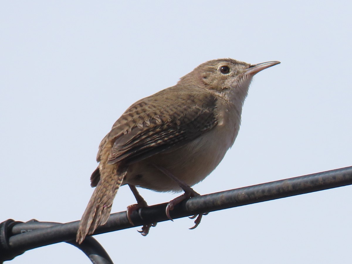 Southern House Wren - ML630209326