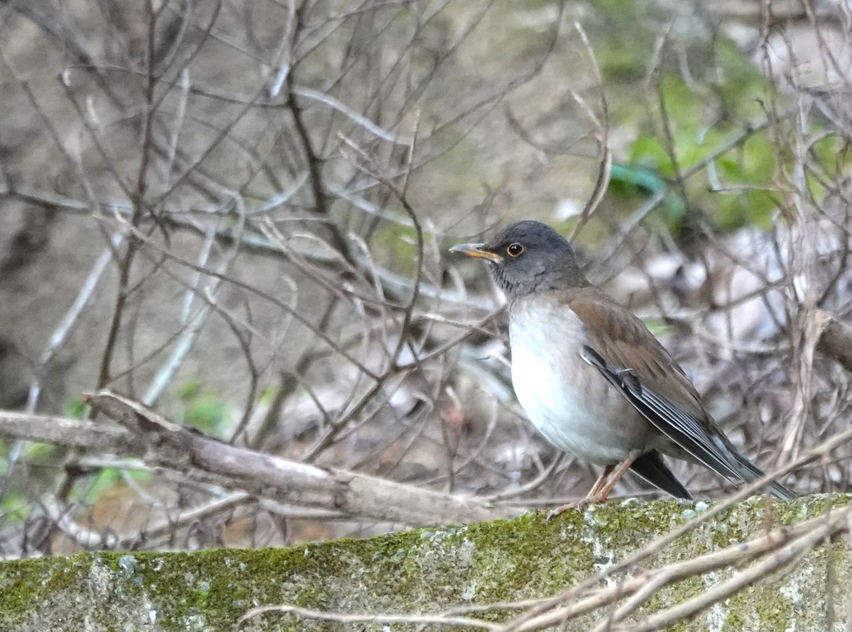 Pale Thrush - ML630209329