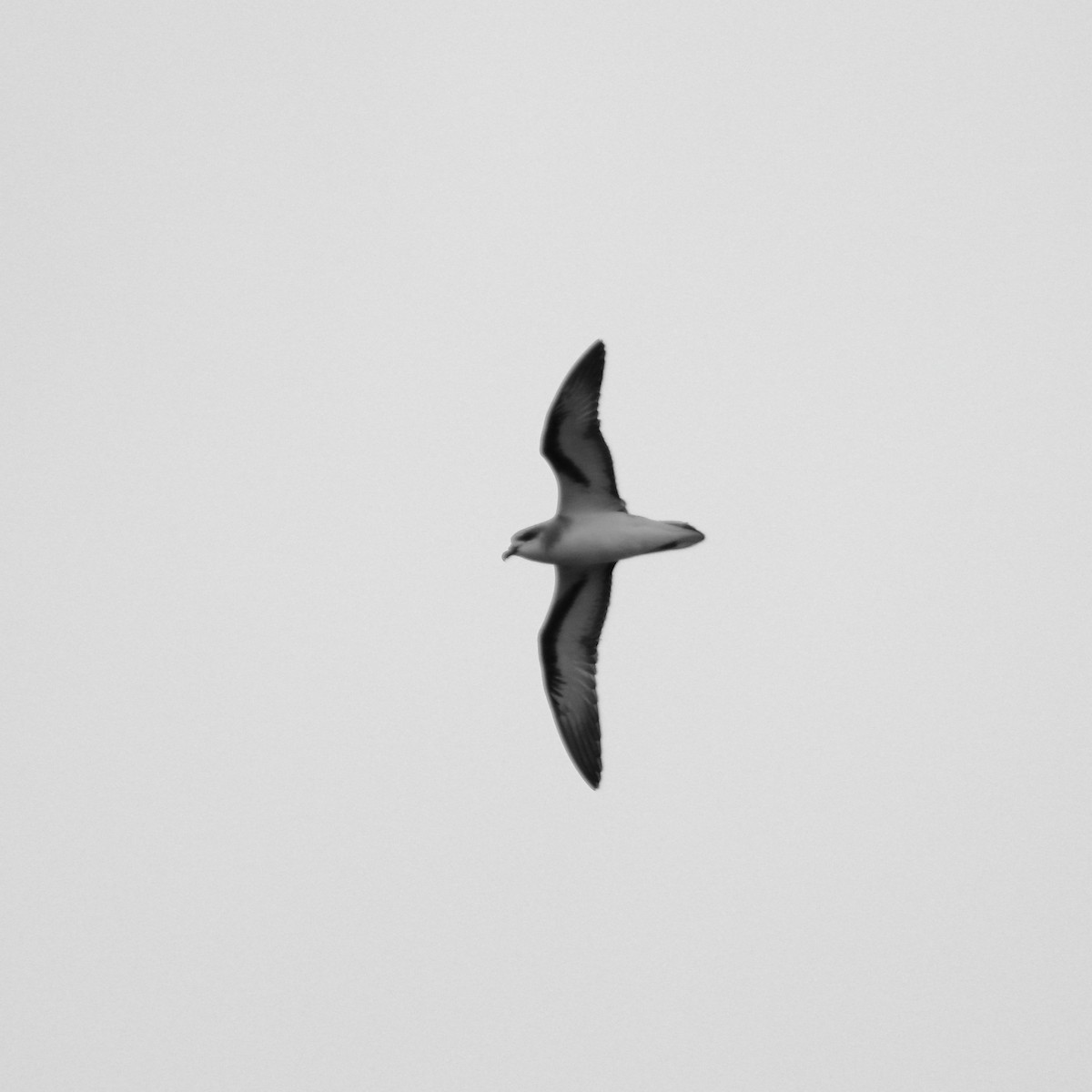 Black-winged Petrel - ML630209332