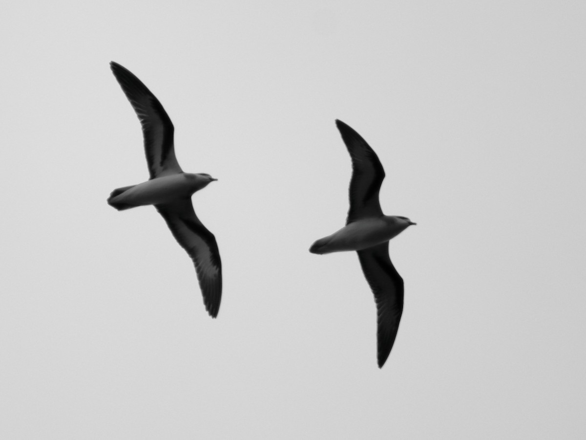 Black-winged Petrel - ML630209333