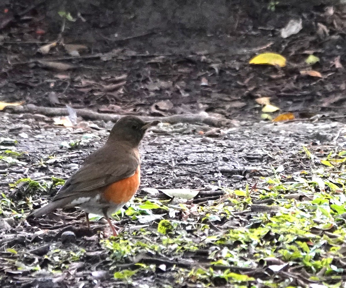 Brown-headed Thrush - ML630209337