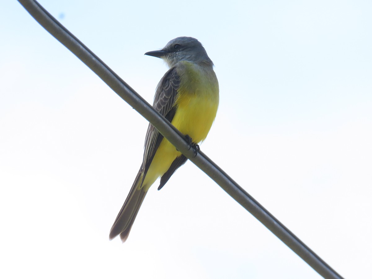 Tropical Kingbird - ML630209350