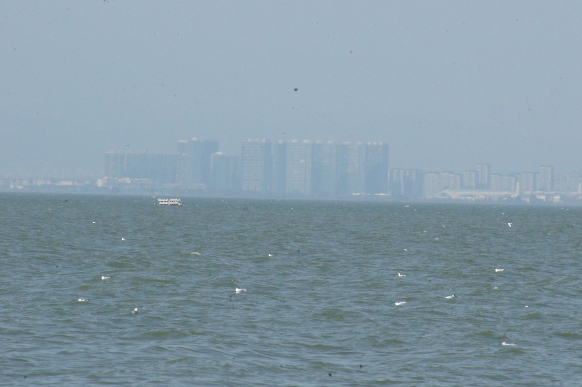 Black-headed/Brown-headed Gull - ML630209420