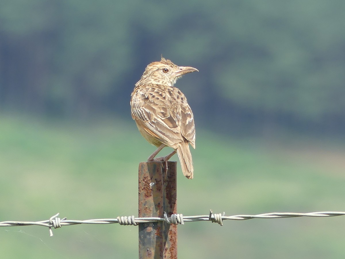 Rufous-naped Lark (Rufous-naped) - ML630209438