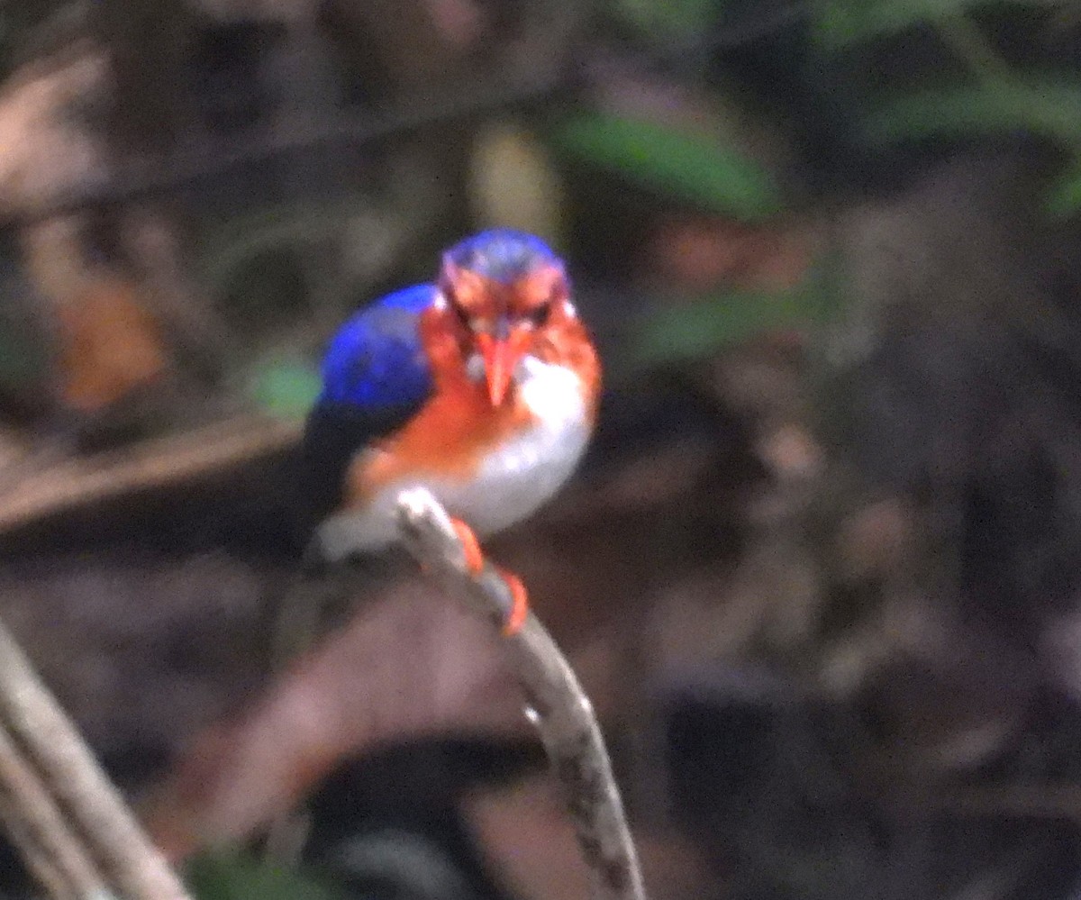 White-bellied Kingfisher - ML630209478