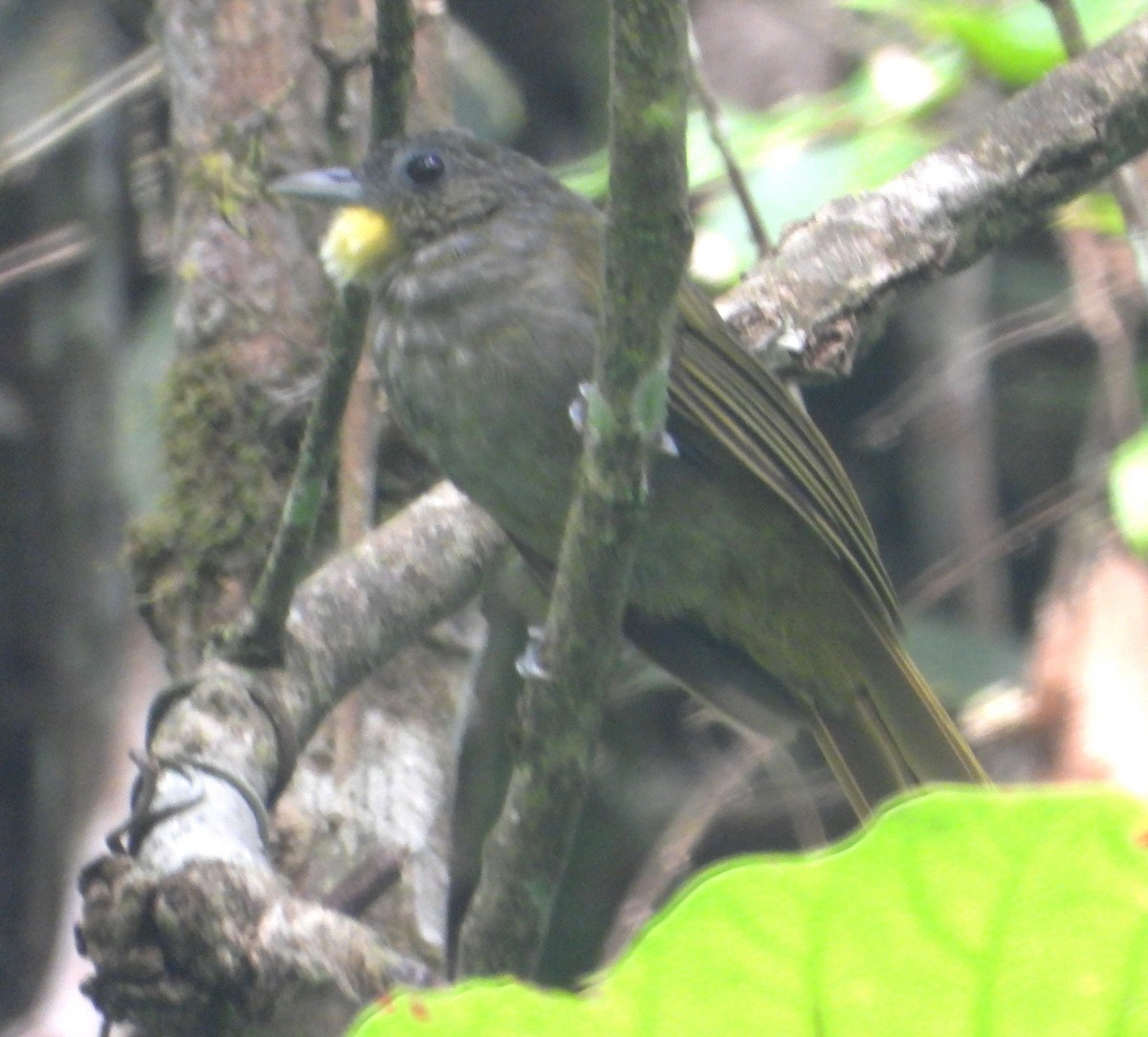 Western Bearded-Greenbul - ML630209581