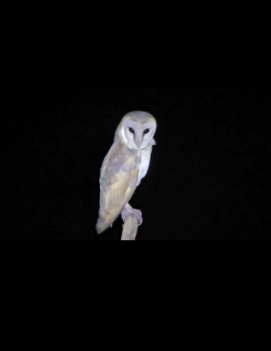 Eastern Barn Owl - ML630209663