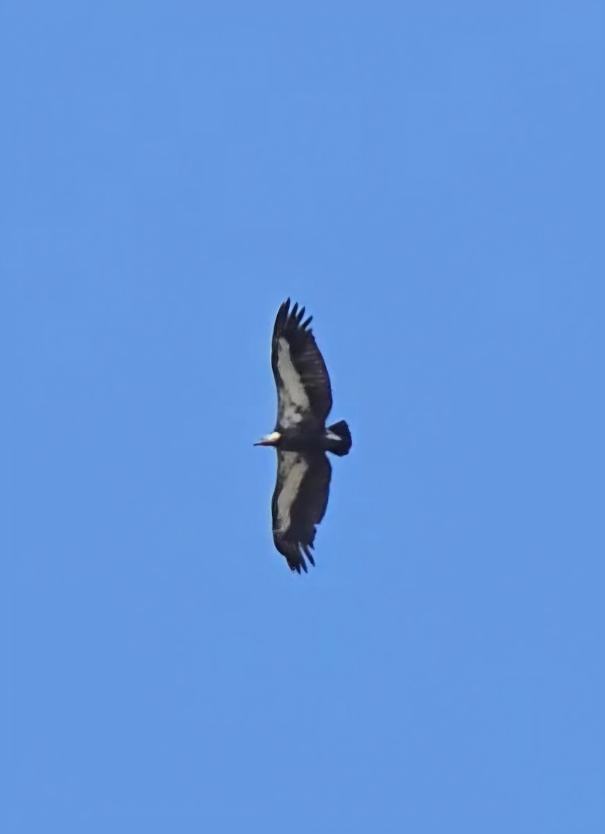 White-rumped Vulture - ML630209704