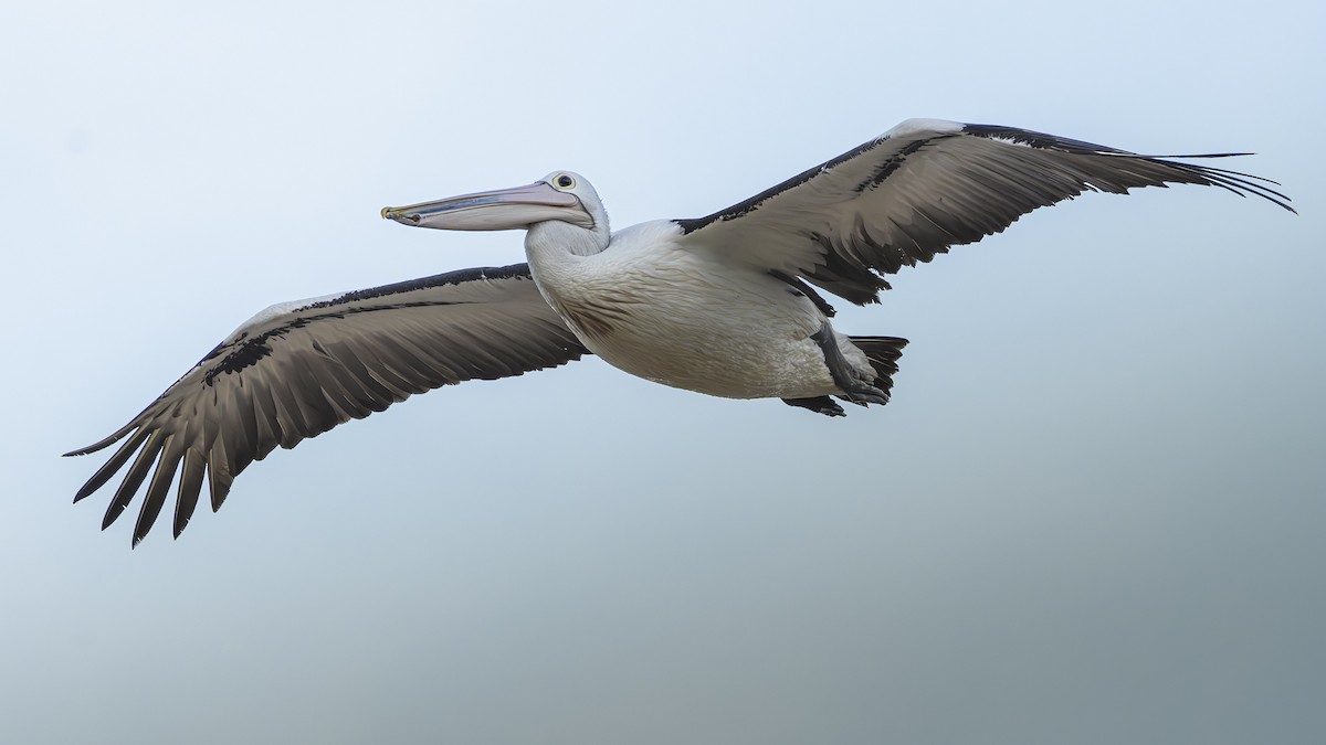 Australian Pelican - ML630209786