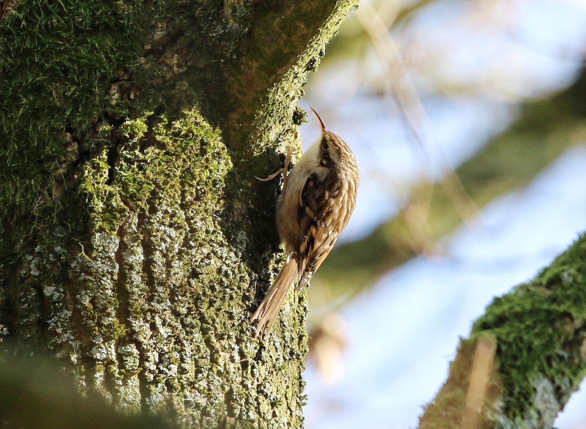 Short-toed Treecreeper - ML630209804