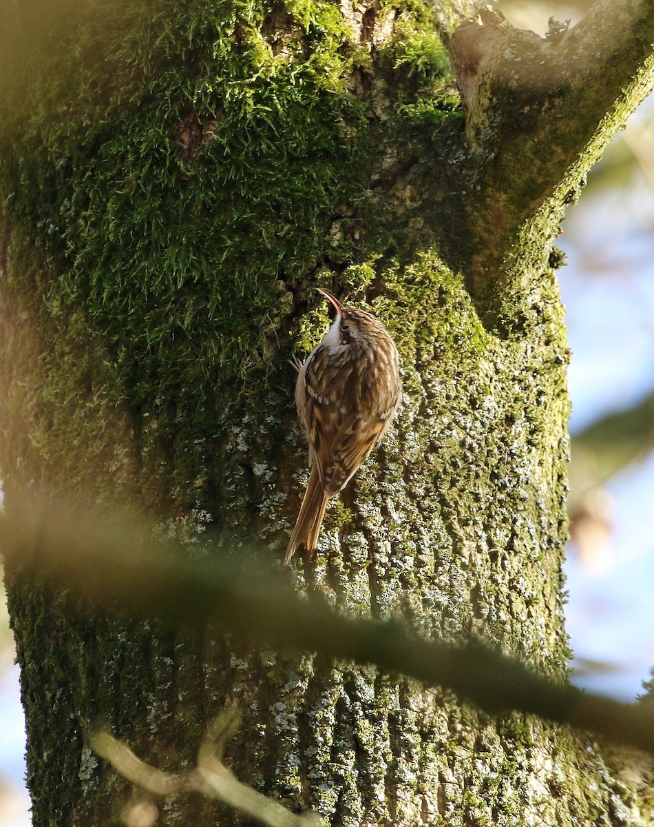 Short-toed Treecreeper - ML630209805