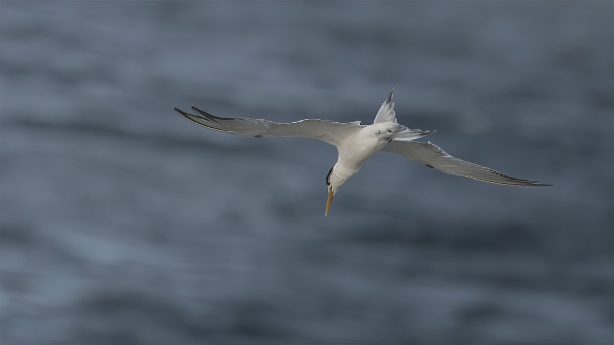 Great Crested Tern - ML630209806