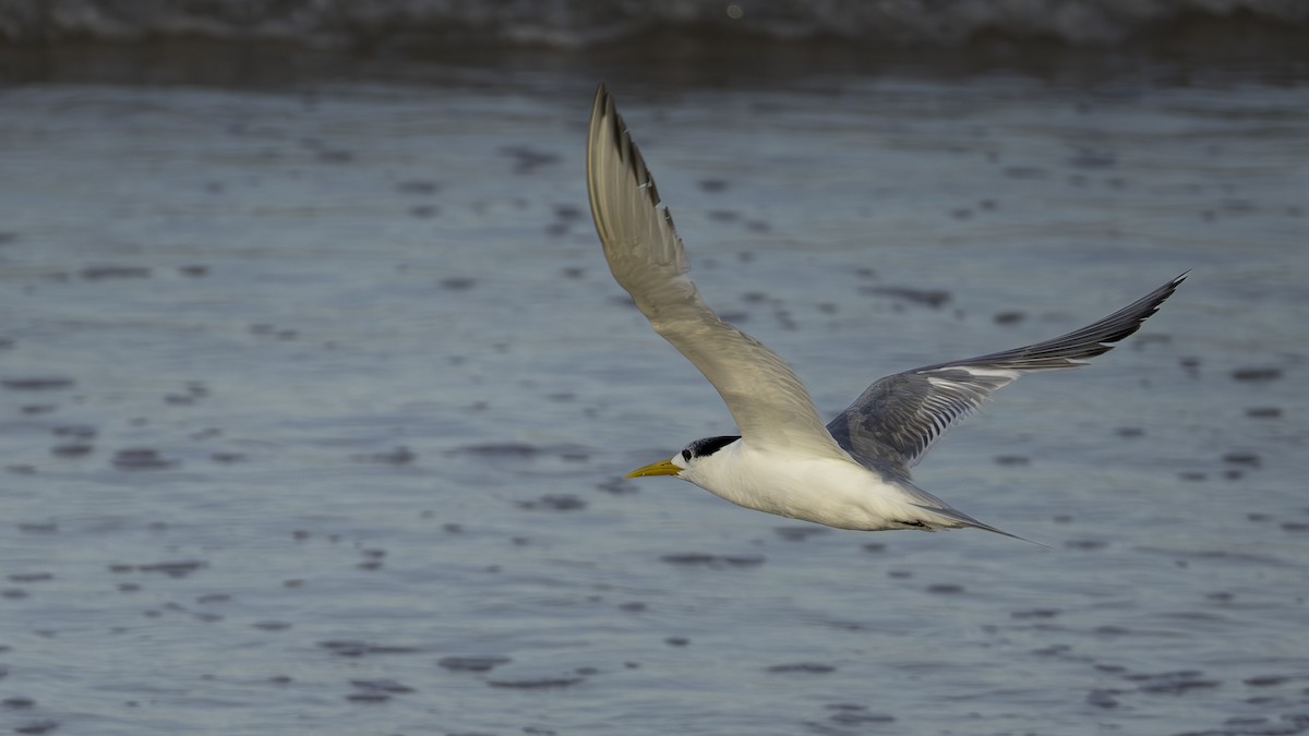 Great Crested Tern - ML630209807