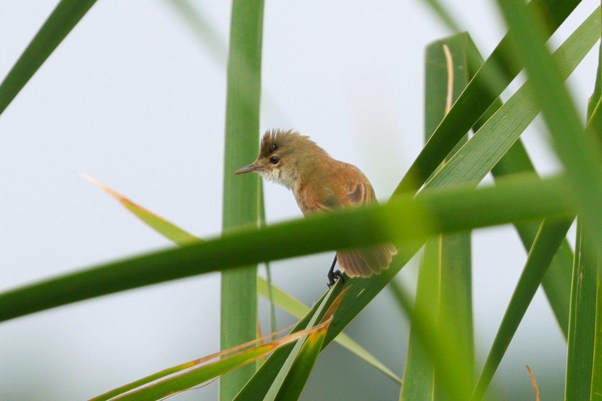 Common Reed Warbler - ML630209952