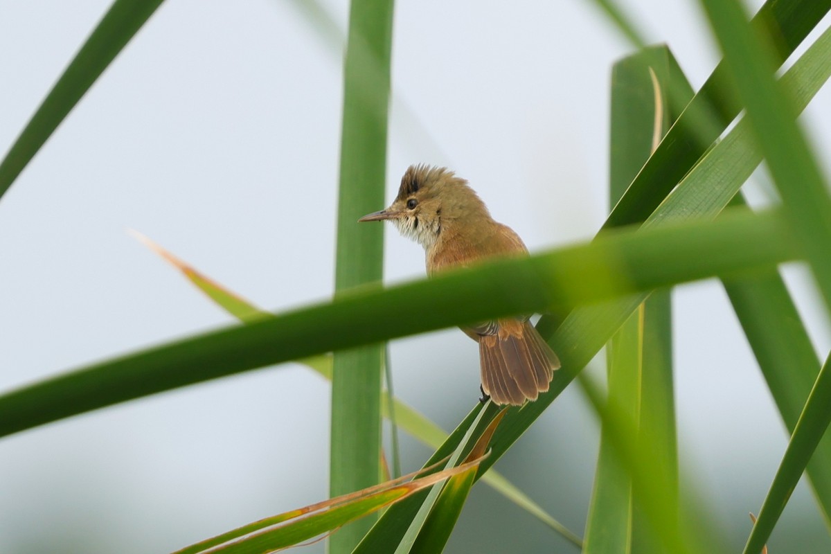 Common Reed Warbler - ML630209953