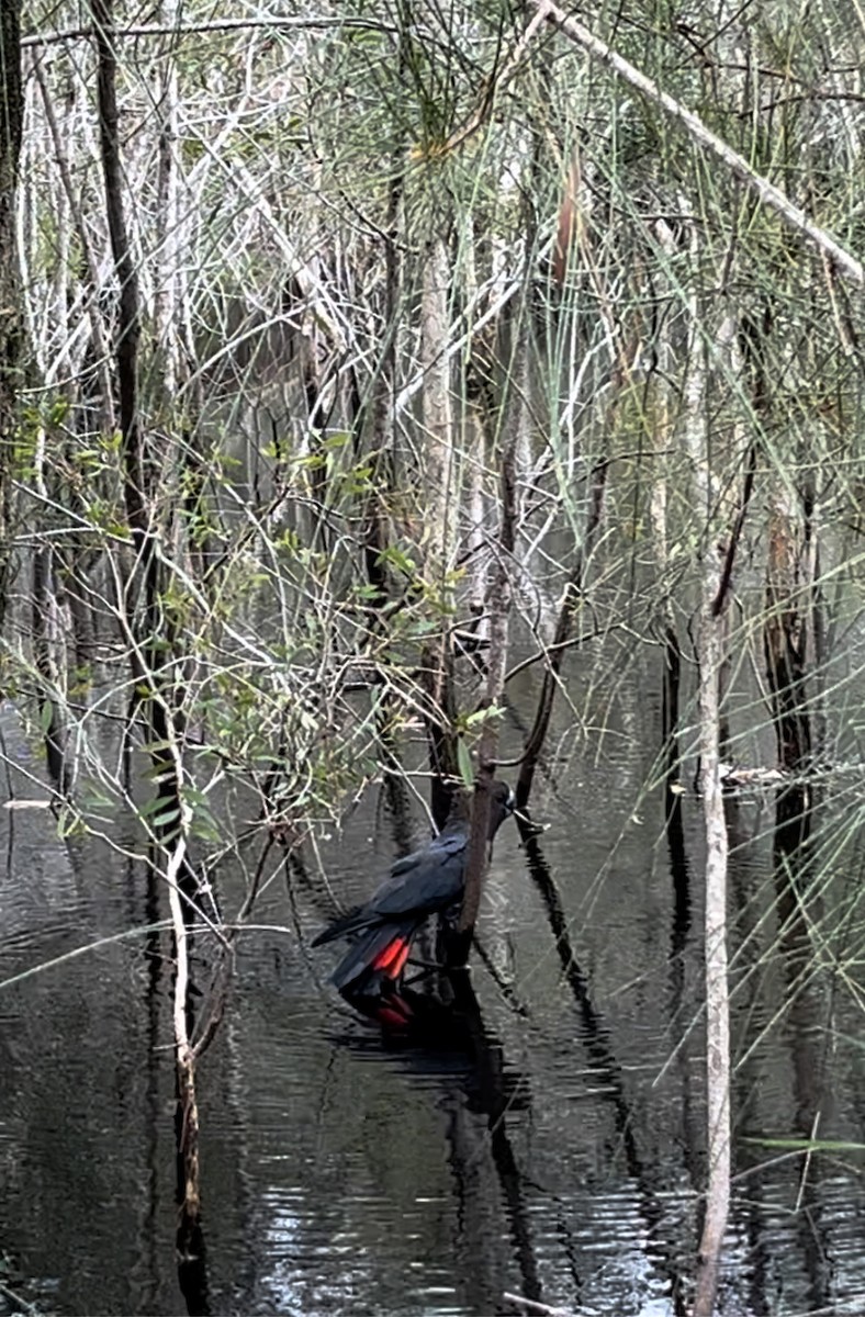 Braunkopf-Rabenkakadu - ML630209979