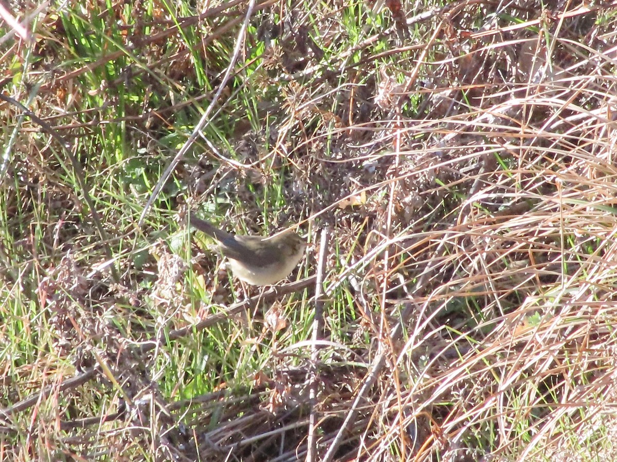 Blyth's Reed Warbler - ML630210108