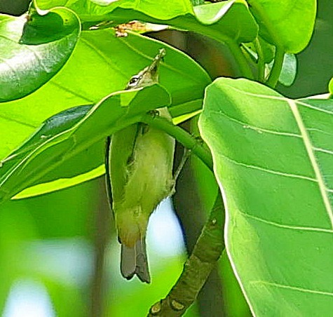 Principe White-eye - ML630210331
