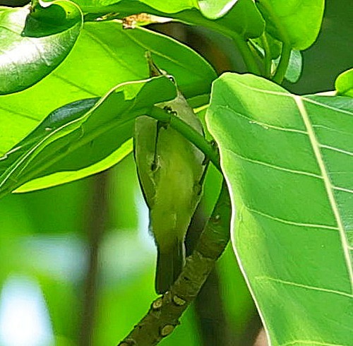 Principe White-eye - ML630210332