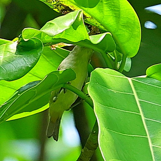 Principe White-eye - ML630210333